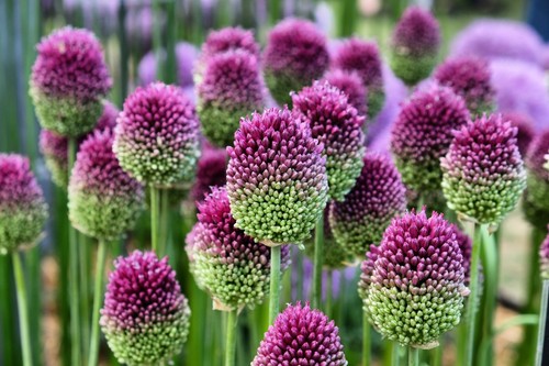 Allium drumsticks bulbs - allium,