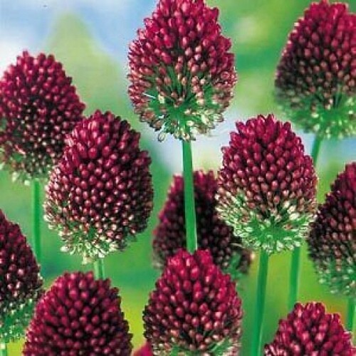 Allium sphaerocephalon - x,